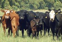 Cuidado del rodeo bovino