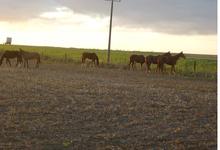 Agronomía: Sesión de la Academia Nacional de Agronomía y Veterinaria