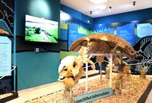 “Un viaje al pasado de Olavarría” en el Museo de las Ciencias