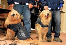 Acuerdo con Aduana: criarán perros aduaneros en Tandil