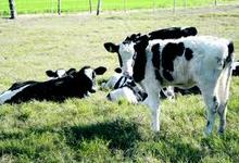 Veterinarias: presentaron un libro con rica experiencia en control de parásitos