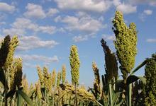 Charlas en Azul sobre el sorgo