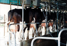 VETERINARIAS EN CANAL RURAL: GESTIÓN EMPRESARIA DEL TAMBO BOVINO